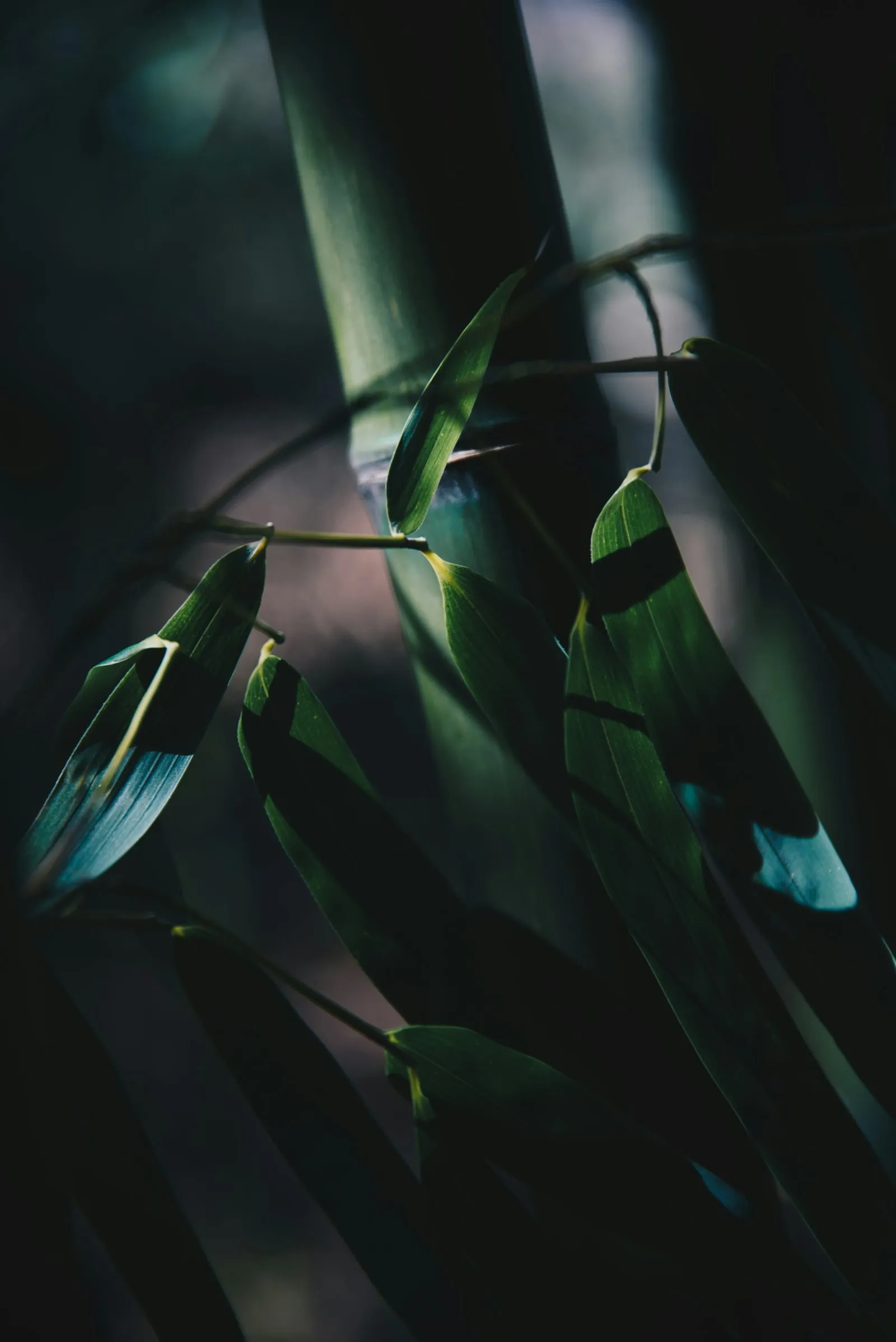 Shadows of bamboo leaves